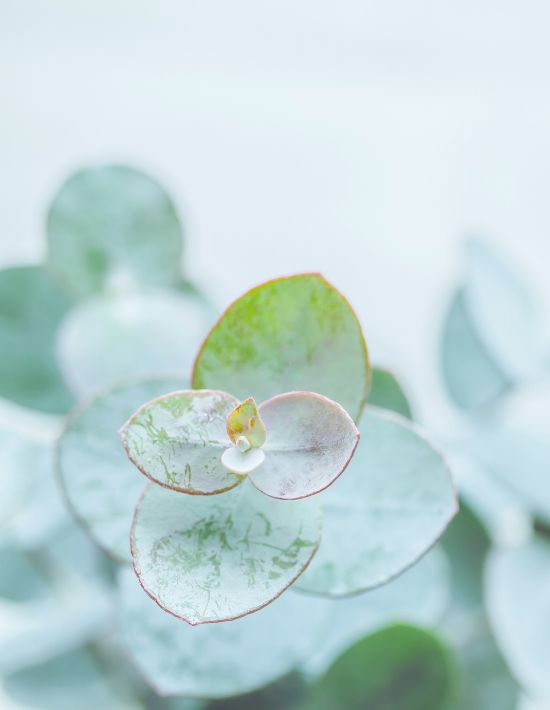 Luxor Allure Jasmin Flower Essential Oil (2)