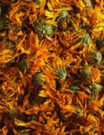 Luxor Allure Calendula Flowers