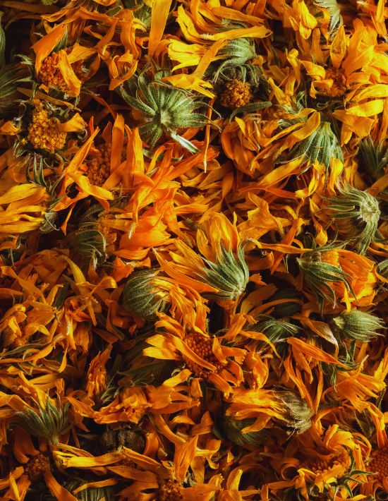 Luxor Allure Calendula Flowers