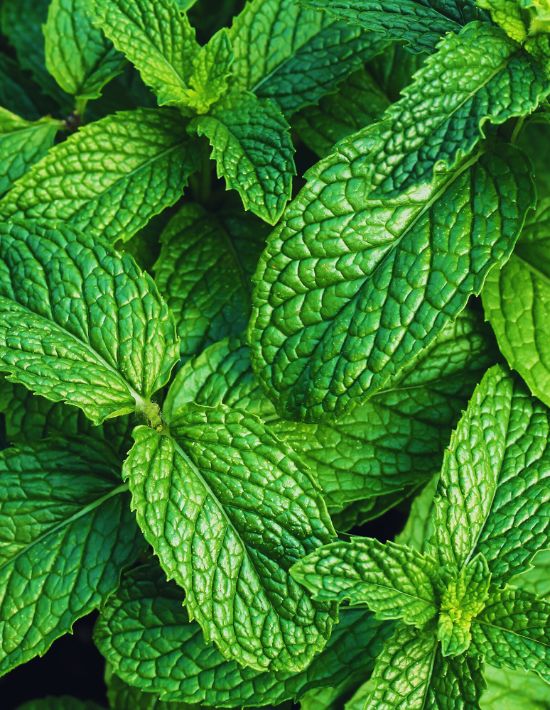 Luxor Allure Organic Lip Balm Peppermint