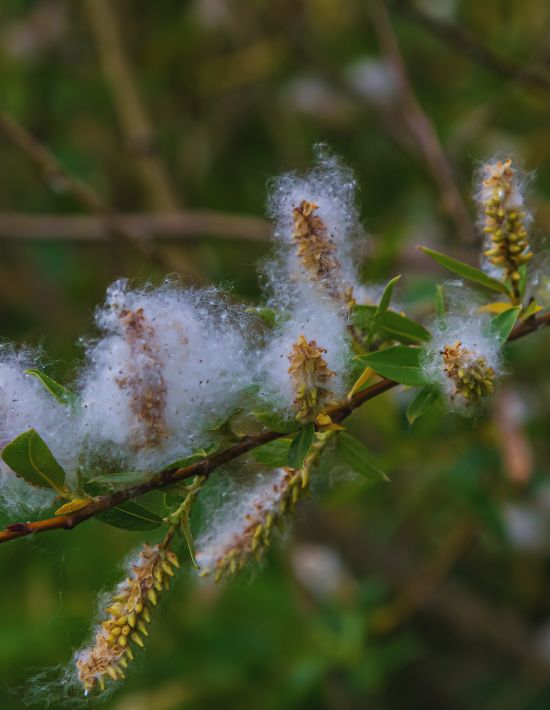 Luxor Allure Salix Alba Bark Extract Luxor Allure Salix Alba Bark Extract