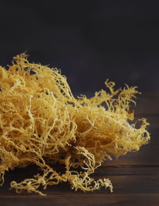 Luxor Allure Sea Moss Luxor Allure Sea Moss