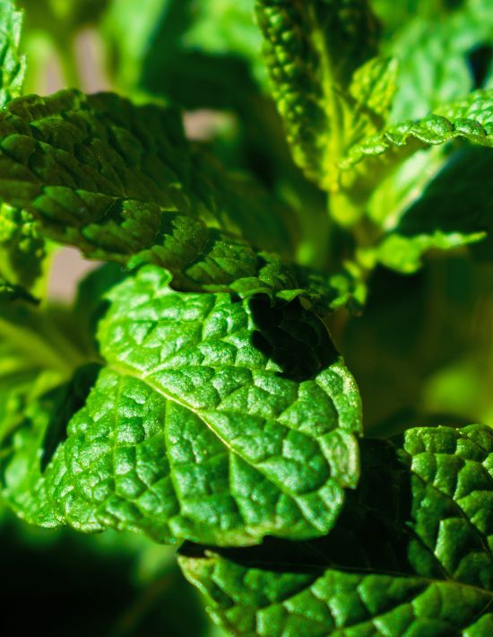 Luxor Allure Bug Relief Mint