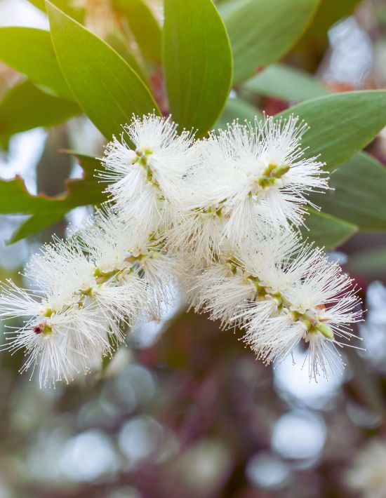 Luxor Allure Bug Relief Cajuput