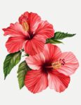 Luxor Allure Organic Lip Balm Hibiscus