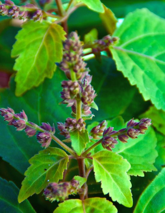 Luxor Allure Doves Song Patchouli