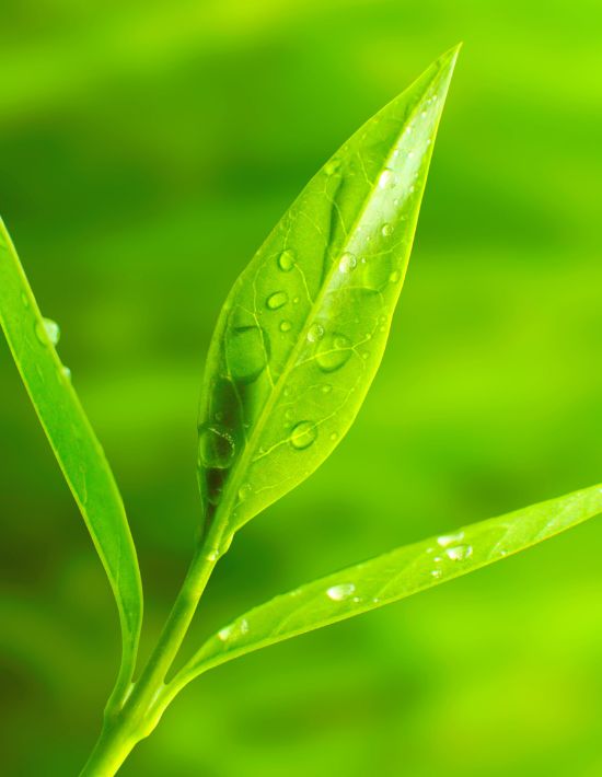 Luxor Allure Bug Relief Tea Tree