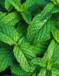 Luxor Allure Organic Lip Balm Peppermint